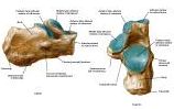 Anatomie: heup,bovenbeen,knie,onderbeen,enkel,voet,acetabulum,collum femoris,trachanter,femur,epicondyl,meniscus,kruisband,cruciate ligament,patella,knieschijf,tibia,fibula,malleolus,talus,calcaneus,tarsus,metatarsus,phalanx,falanx,quadriceps femoris,rectus femoris,sartorius,tensor fasciae latae,tractus iliotibialis,biceps femoris,gastrocnemius,semimembranosus,semitendinosus,soleus,suralis,vena saphena parva,vena saphena magna,sciatic,ischiadicus,peronea